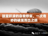鼓室積液的自我修復(fù)，一次奇妙的破繭而出之旅