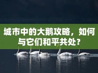城市中的大鵝攻略，如何與它們和平共處？