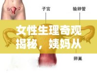 女性生理奇觀揭秘，姨媽從腺管流出的奧秘