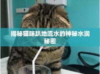 揭秘貓咪趴地流水的神秘水潤秘密
