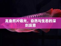 龍魚(yú)照片曝光，自然與生態(tài)的深刻反思