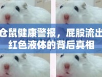 倉鼠健康警報，屁股流出紅色液體的背后真相