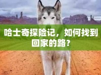 哈士奇探險(xiǎn)記，如何找到回家的路？