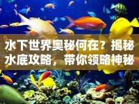 水下世界奧秘何在？揭秘水底攻略，帶你領(lǐng)略神秘水下奇觀！