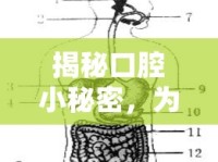揭秘口腔小秘密，為何有時(shí)會感覺有口水流出