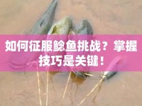如何征服鯰魚挑戰(zhàn)？掌握技巧是關(guān)鍵！