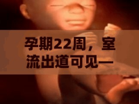 孕期22周，室流出道可見——胎兒心臟健康的透視窗口