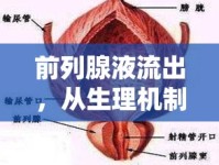 前列腺液流出，從生理機(jī)制到健康影響的全面解析
