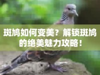 斑鳩如何變美？解鎖斑鳩的絕美魅力攻略！
