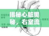 揭秘心臟奧秘，右室流出道與肺動脈的聯(lián)動機制