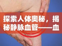 探索人體奧秘，揭秘靜脈血管——血液的回流之路
