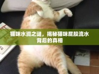 貓咪水潤(rùn)之謎，揭秘貓咪屁股流水背后的真相