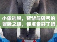 小象逃脫，智慧與勇氣的冒險之旅，你準備好了嗎？
