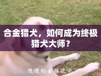 合金獵犬，如何成為終極獵犬大師？