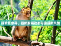 探索張家界，最新發(fā)展動態(tài)與旅游新風(fēng)貌