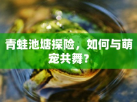 青蛙池塘探險(xiǎn)，如何與萌寵共舞？