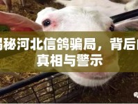 揭秘河北信鴿騙局，背后的真相與警示