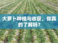 大蘿卜種植與收獲，你真的了解嗎？
