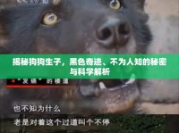 揭秘狗狗生子，黑色奇跡、不為人知的秘密與科學(xué)解析