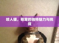 咬人貓，萌寵的獨(dú)特魅力與挑戰(zhàn)