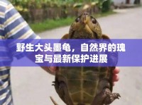 野生大頭墨龜，自然界的瑰寶與最新保護進展