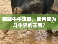 榮耀牛牛攻略，如何成為斗牛界的王者？