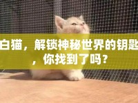 白貓，解鎖神秘世界的鑰匙，你找到了嗎？