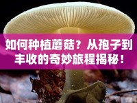 如何種植蘑菇？從孢子到豐收的奇妙旅程揭秘！