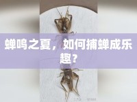 蟬鳴之夏，如何捕蟬成樂(lè)趣？