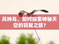 風(fēng)神鳥，如何探索神秘天空的羽翼之旅？