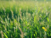 五月草視頻究竟有何獨(dú)特魅力，值得你深入了解？