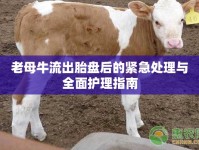 老母牛流出胎盤后的緊急處理與全面護(hù)理指南