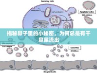 揭秘鼻子里的小秘密，為何總是有干鼻屎流出