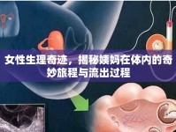 女性生理奇跡，揭秘姨媽在體內(nèi)的奇妙旅程與流出過程
