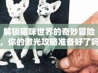 解鎖貓咪世界的奇妙冒險(xiǎn)，你的激光攻略準(zhǔn)備好了嗎？