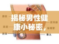 揭秘男性健康小秘密，尿后為何有前列腺液流出？
