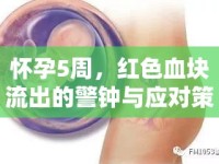 懷孕5周，紅色血塊流出的警鐘與應(yīng)對(duì)策略