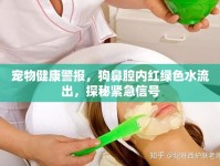 寵物健康警報(bào)，狗鼻腔內(nèi)紅綠色水流出，探秘緊急信號(hào)