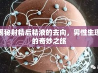 揭秘射精后精液的去向，男性生理的奇妙之旅