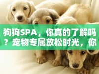狗狗SPA，你真的了解嗎？寵物專屬放松時(shí)光，你準(zhǔn)備好了嗎？