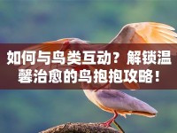 如何與鳥類互動(dòng)？解鎖溫馨治愈的鳥抱抱攻略！