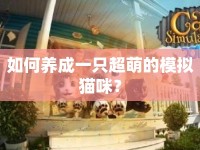 如何養(yǎng)成一只超萌的模擬貓咪？