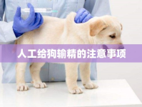 人工給狗輸精的注意事項(xiàng)