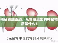 揭秘腎臟奇跡，從腎臟流出的神秘物質(zhì)是什么？