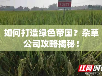 如何打造綠色帝國？雜草公司攻略揭秘！