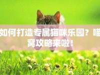 如何打造專屬貓咪樂園？喵窩攻略來啦！