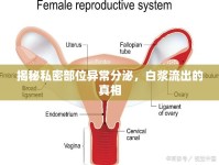 揭秘私密部位異常分泌，白漿流出的真相