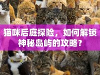 貓咪后庭探險(xiǎn)，如何解鎖神秘島嶼的攻略？