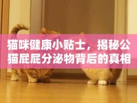 貓咪健康小貼士，揭秘公貓屁屁分泌物背后的真相