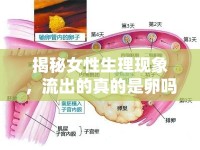 揭秘女性生理現(xiàn)象，流出的真的是卵嗎？